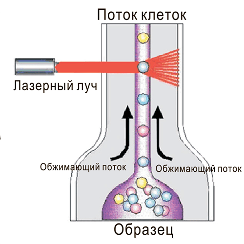 Общий принцип проточной цитофлуориметрии