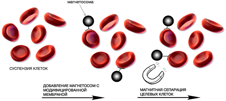 Магнитная сепарация клеток