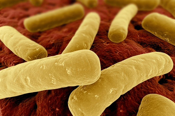 Clostridium difficile