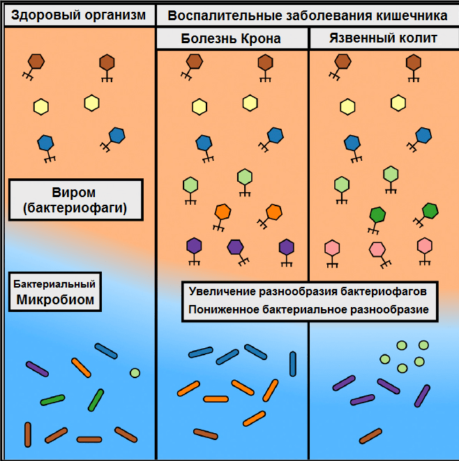 Виромы больного и здорового людей