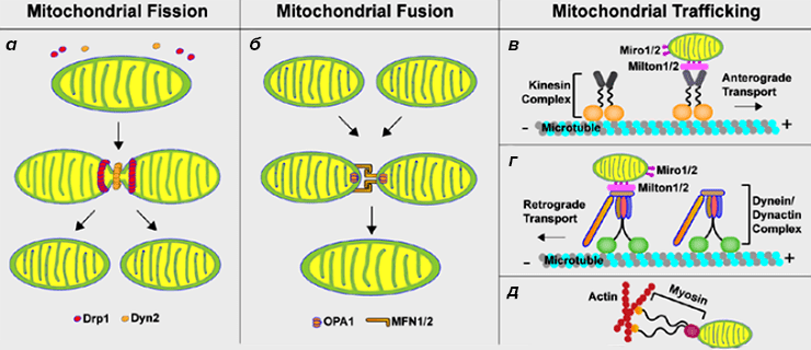 Динамика митохондрий