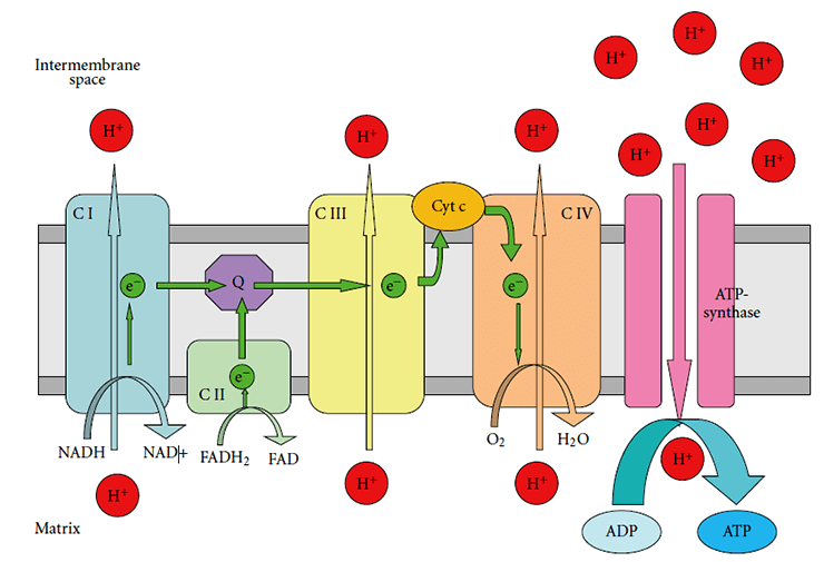 Строение дыхательной цепи митохондрий