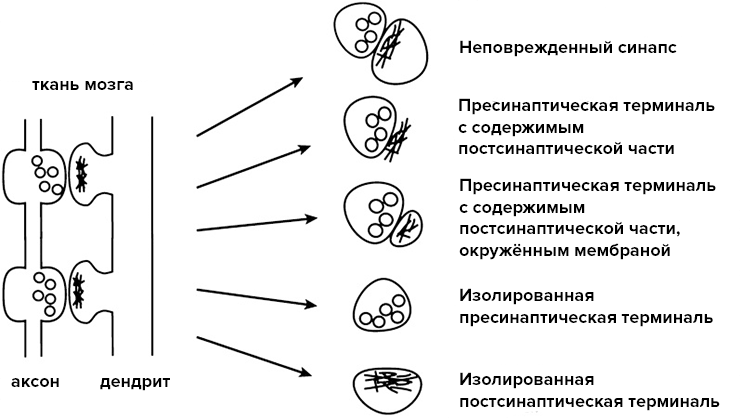 Варианты синаптосом