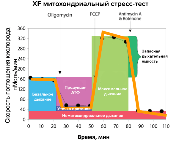 Митохондриальный стресс-тест