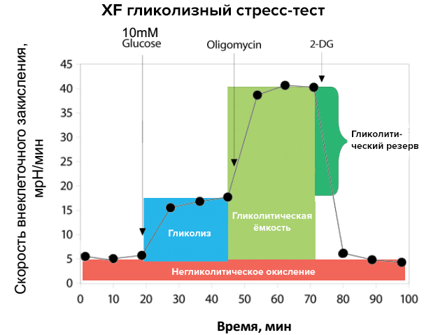 Исследование показателей гликолиза