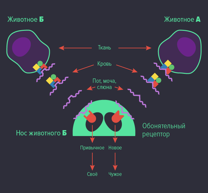 Обонятельный рецептор