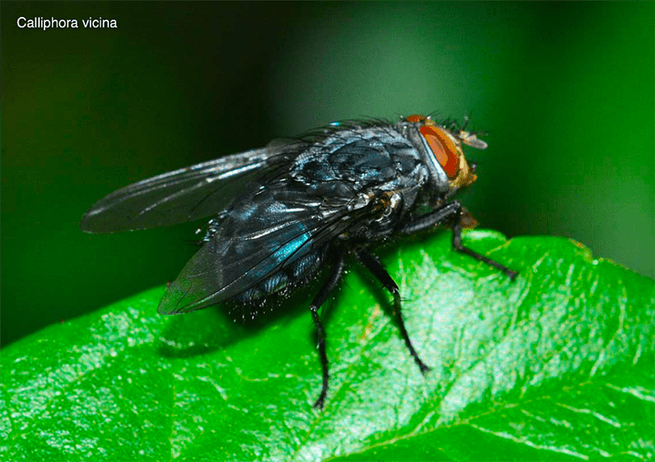 Calliphora vicina