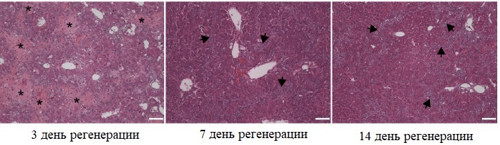 Восстановление печеночной ткани холангиоцитами