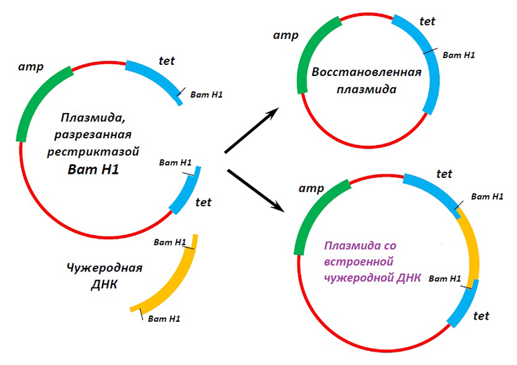 Рекомбинантная плазмида