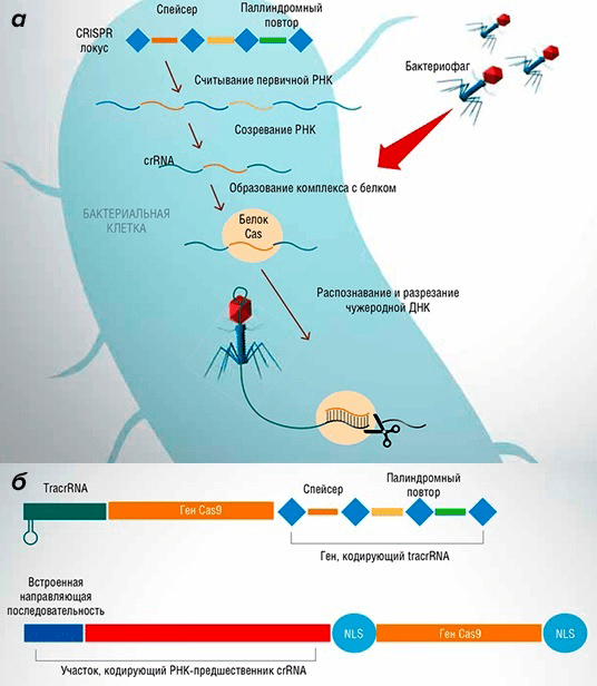 CRISPR/Cas-система