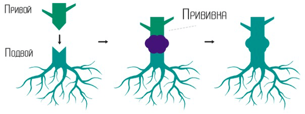 Прививка растения