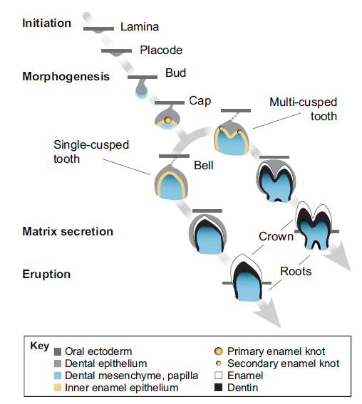 Стадии развития зуба