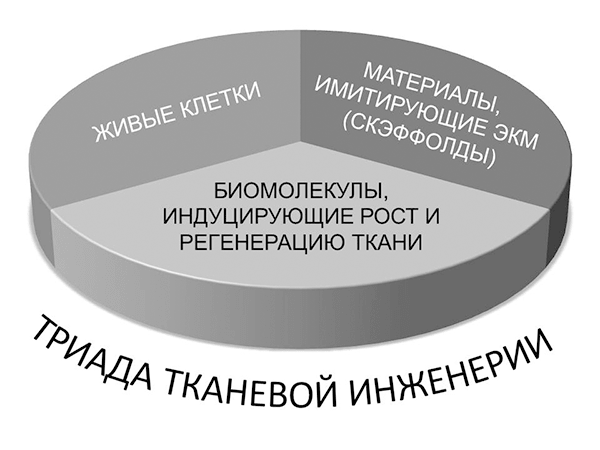 Триада тканевой инженерии