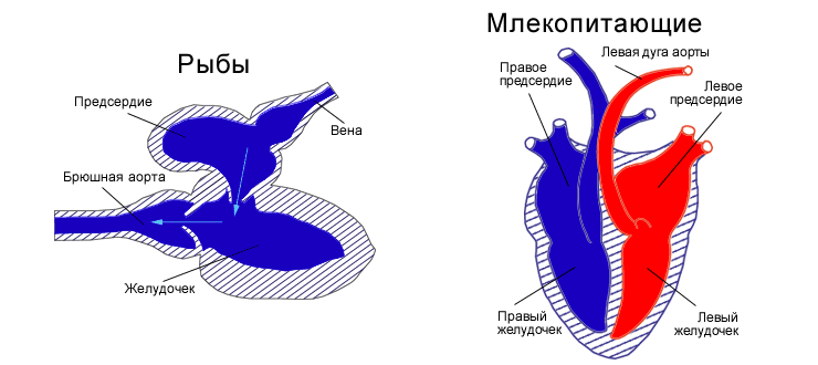 Сердца рыб и млекопитающих