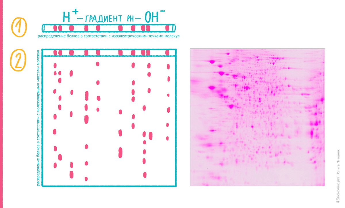 Схема двумерного электрофореза белков