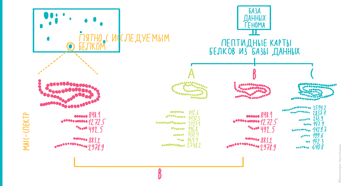 Принцип масс-спектрометрического пептидного картирования