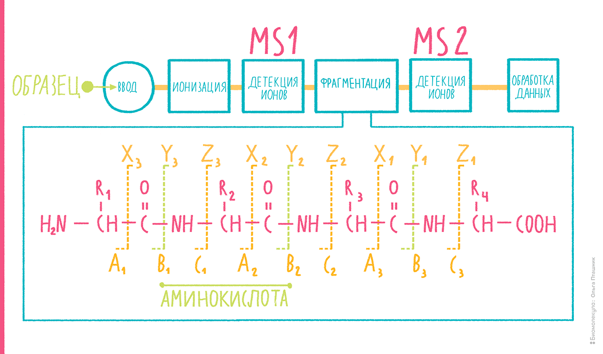 Тандемная масс-спектрометрия