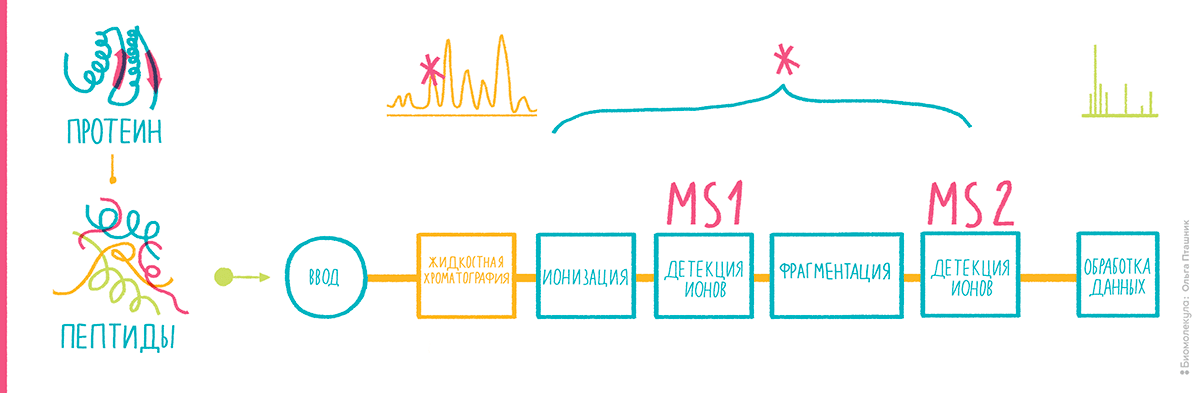 Схема скорострельной протеомики