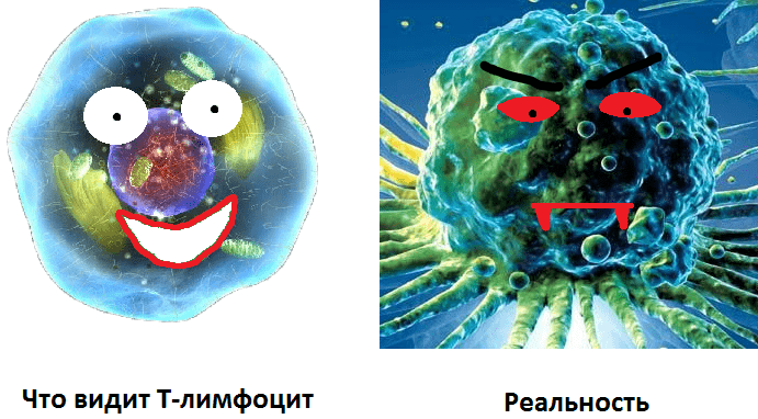 Умелая маскировка опухолевых клеток