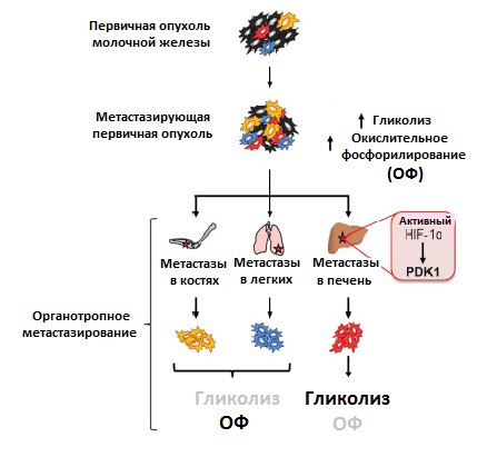 Метаболизм опухоли и метастазов