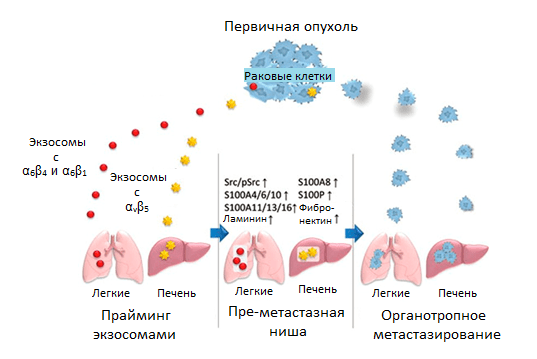 Регуляция органотропного метастазирования