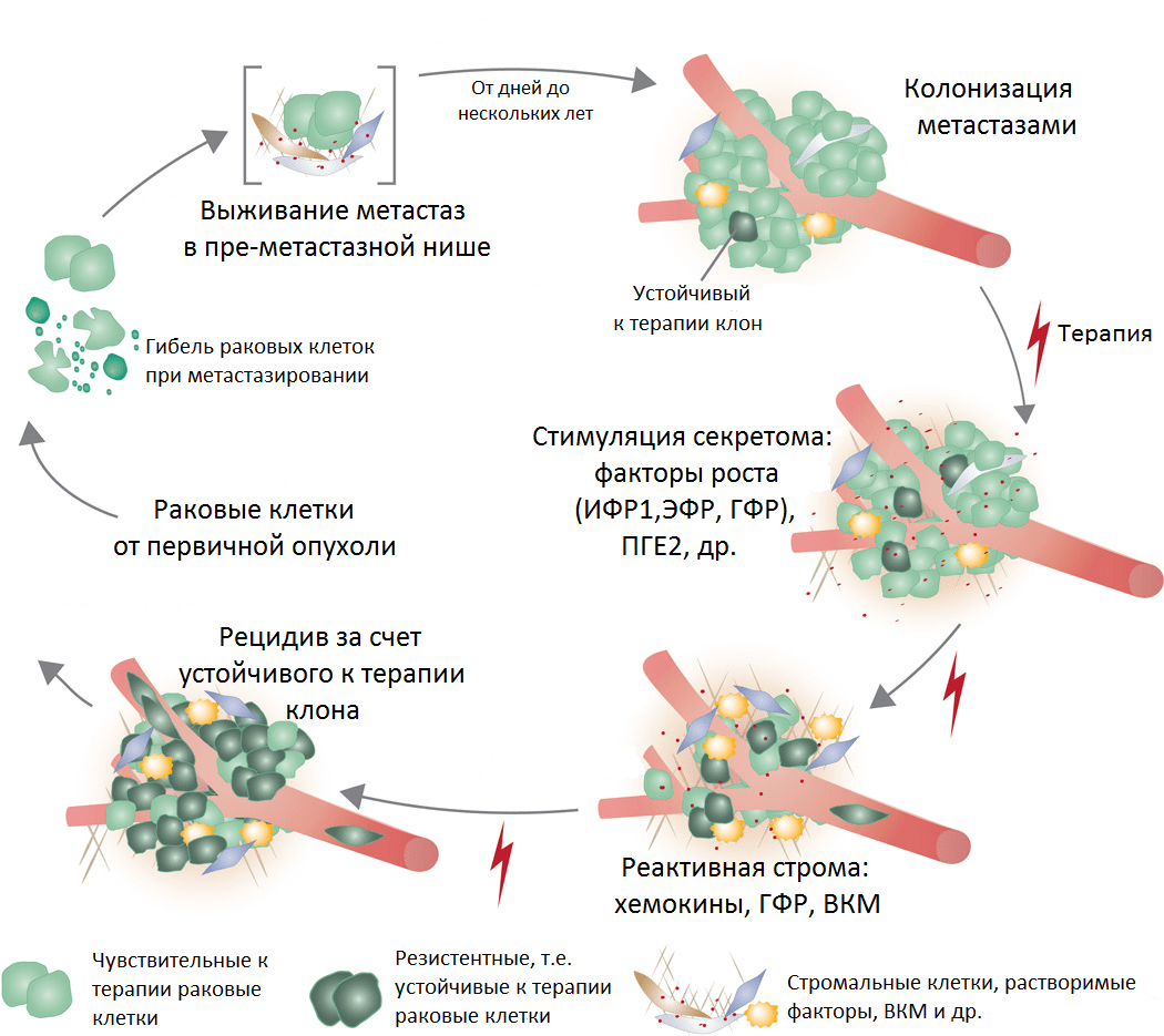 Реакция метастазов на терапию