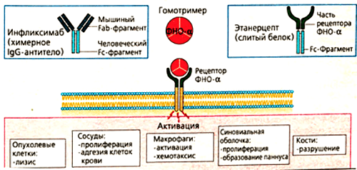 Основные эффекты ФНО