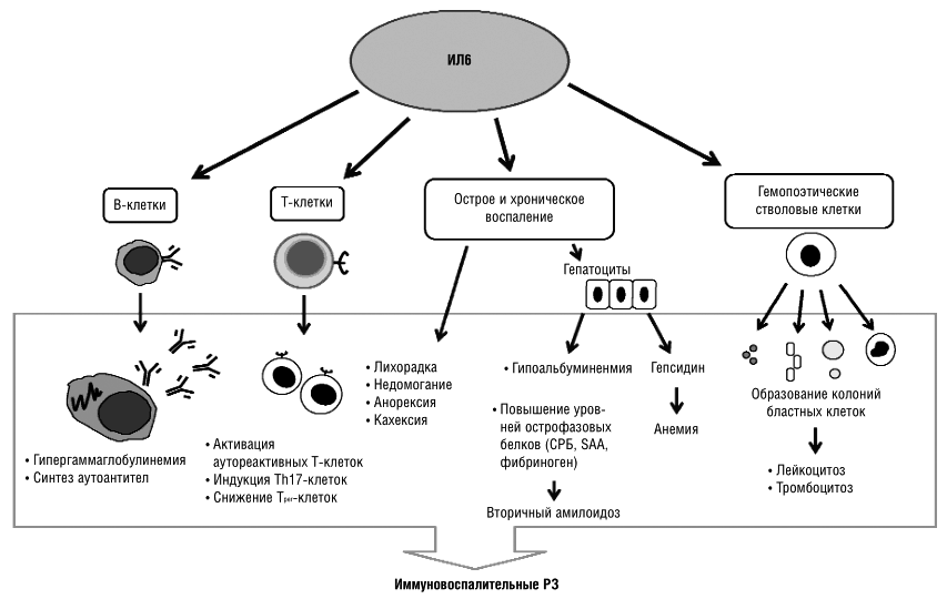 Механизм действия интерлейкинов