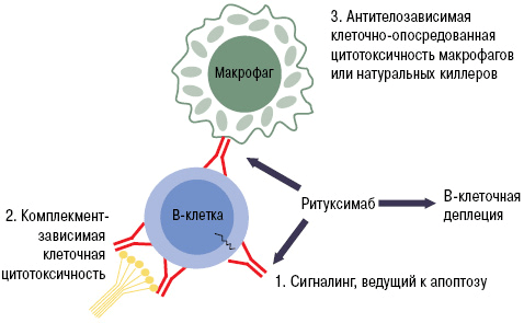 Механизм работы ритуксимаба