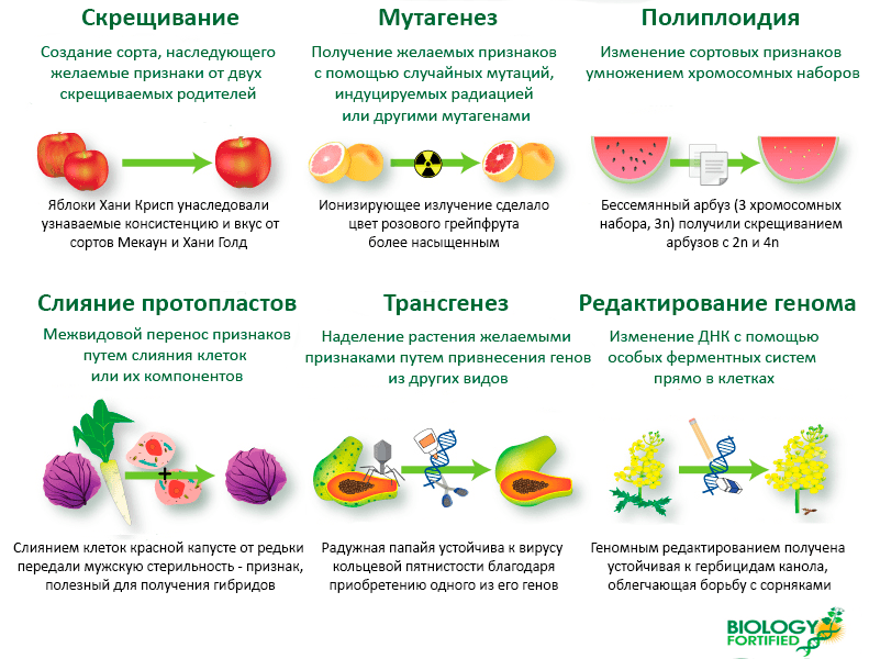 Основные способы генетической модификации сельхозкультур