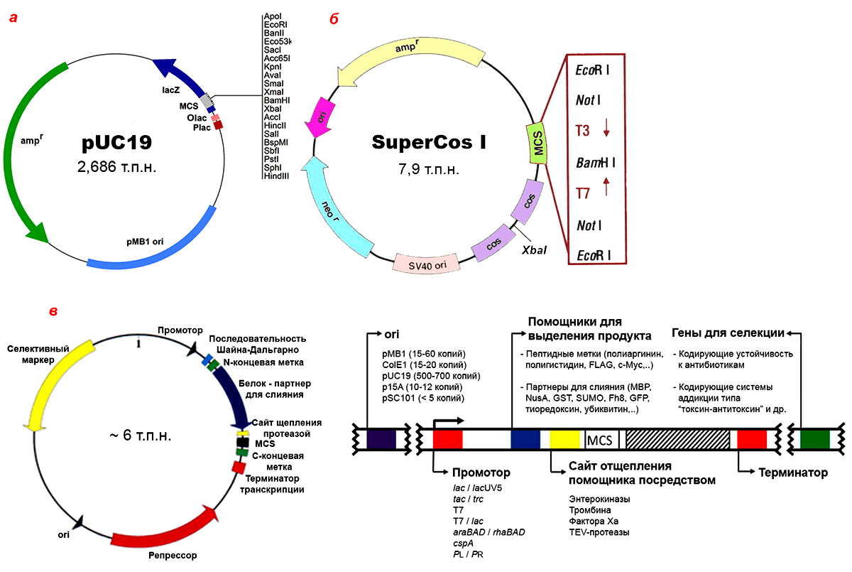 Примеры плазмидных векторов E. coli