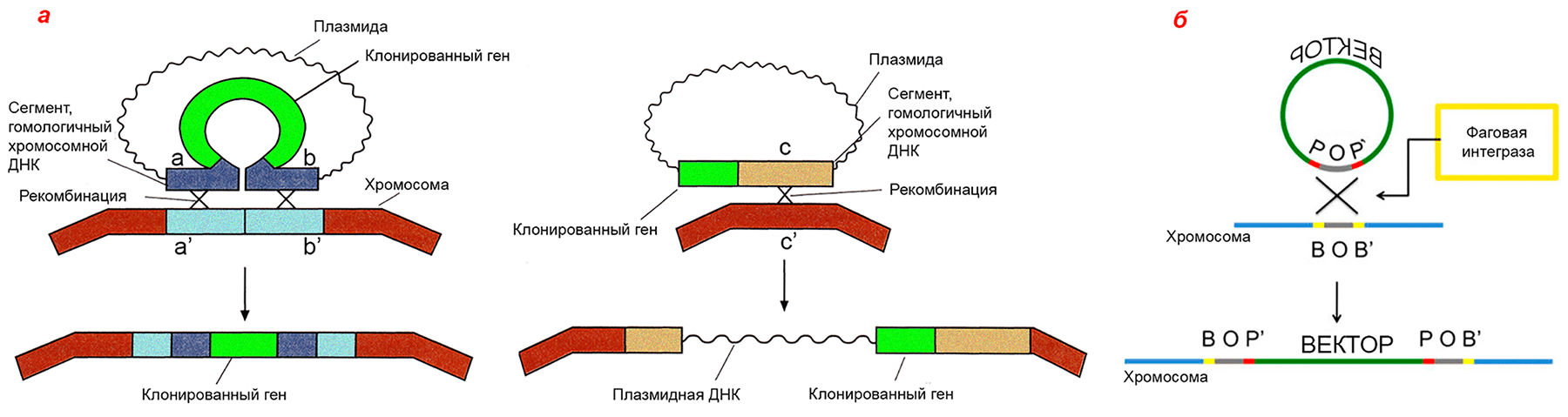 Интеграция клонированного гена в хромосому