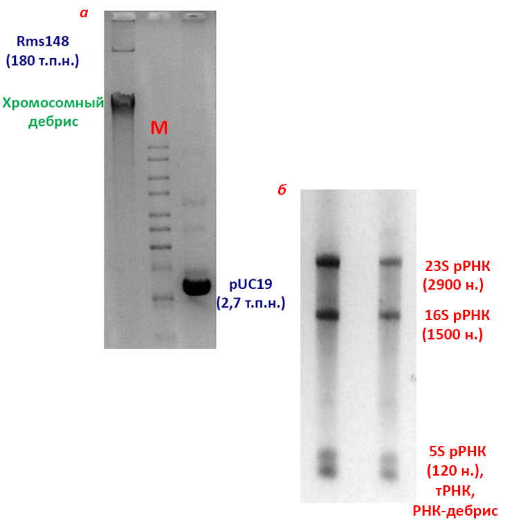 Электрофореграммы плазмидной ДНК и тотальной РНК