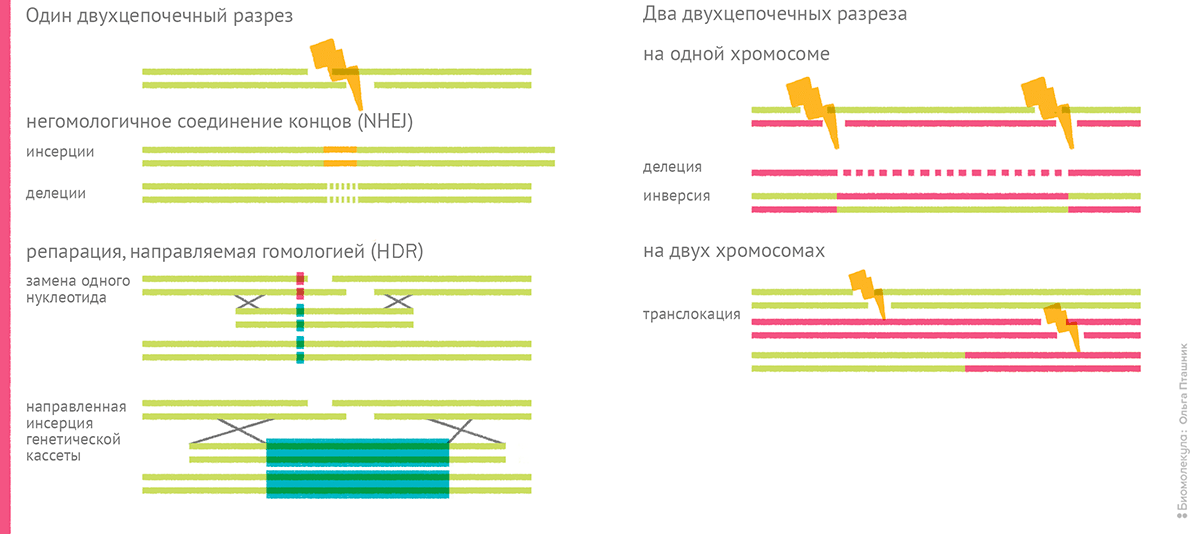 Репарация двухцепочечных разрезов ДНК