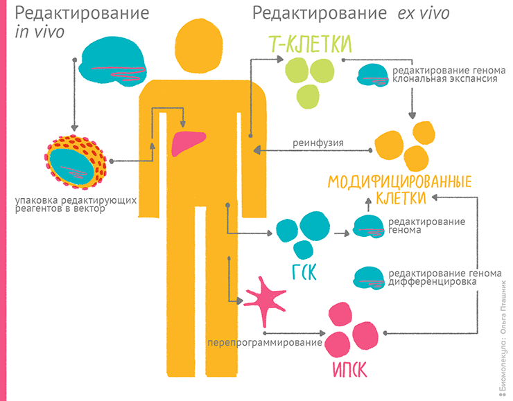 Редактирование человеческого генома