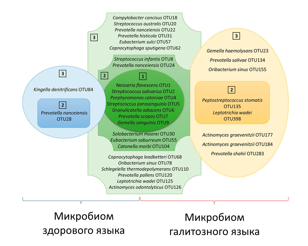 Микробиота биопленки языка