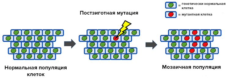 Что же такое мозаицизм?