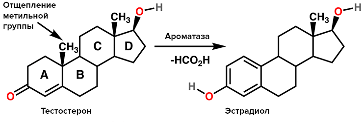 Работа фермента ароматазы