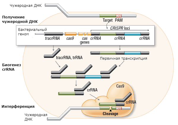 CRISPR-Cas