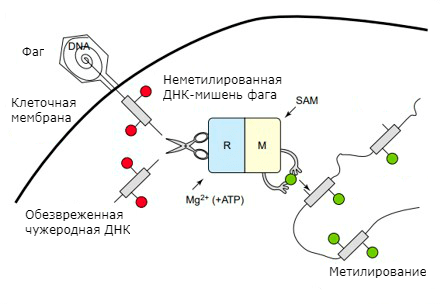 Механизм действия системы рестрикции-модификации