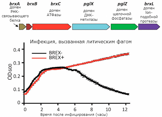 Система защиты BREX