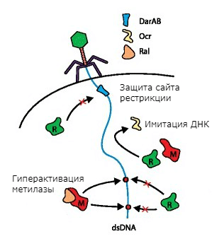Механизмы защиты фагов от системы рестрикции-модификации