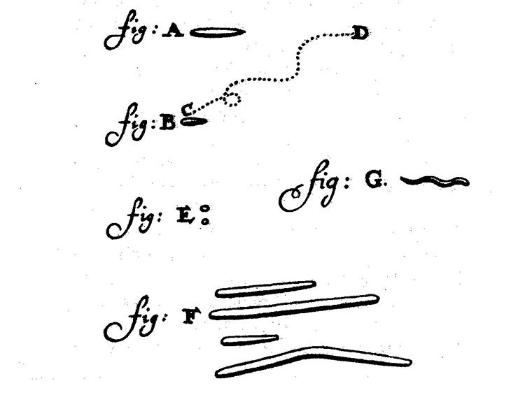 Зарисовка микробов Антони ван Левенгуком