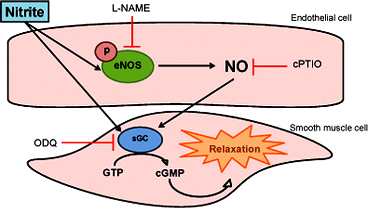 Превращение нитрита в NO в сосудистой стенке