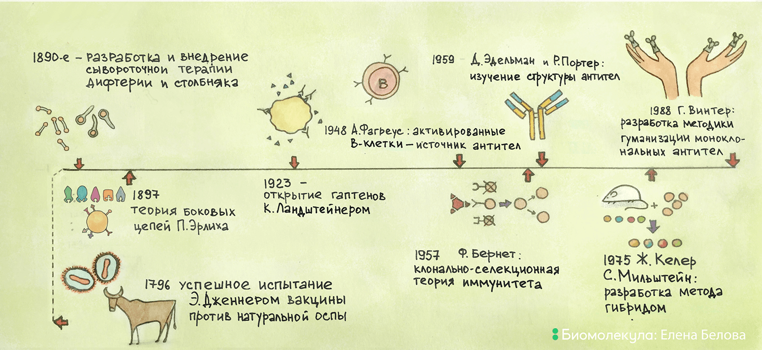 История открытия и применения антител