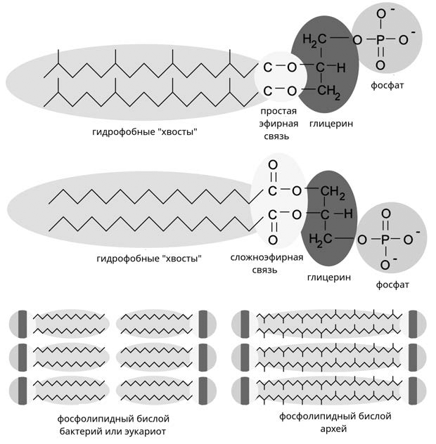 Различия компонентов клеточных мембран