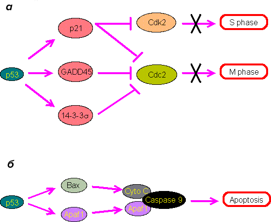 Роль белка p53