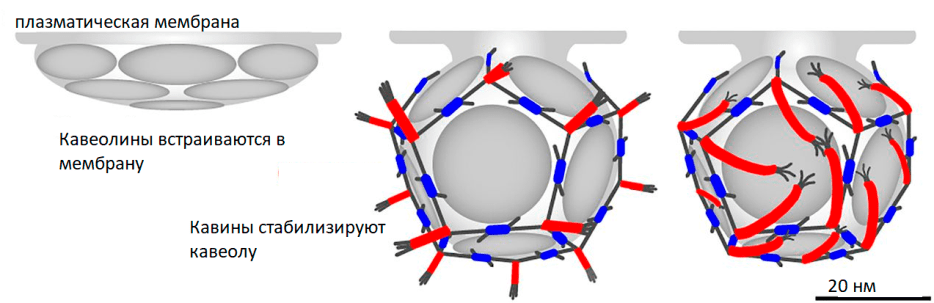Схема образования кавеол