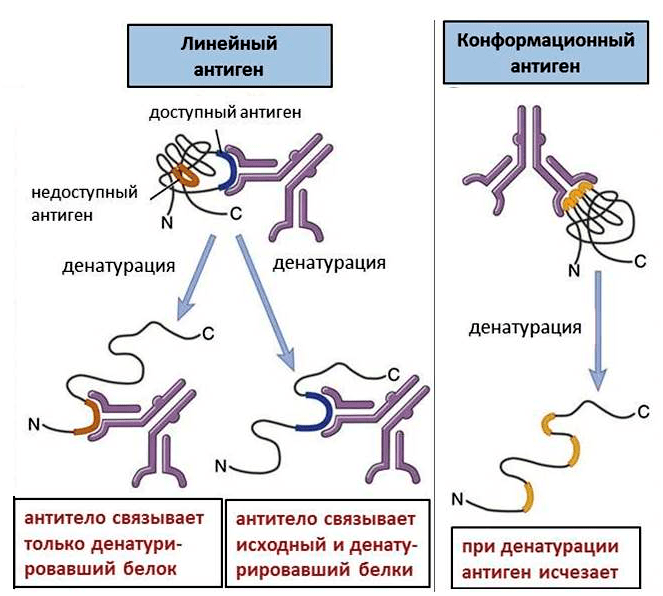 Линейные и конформационные антигены