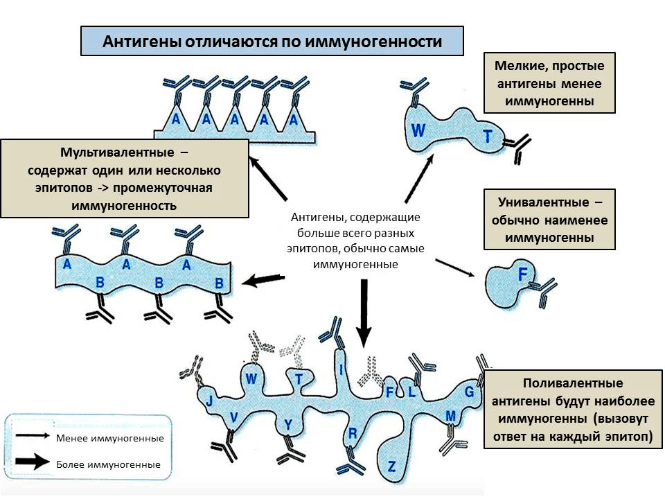 От чего зависит иммуногенность антигена?